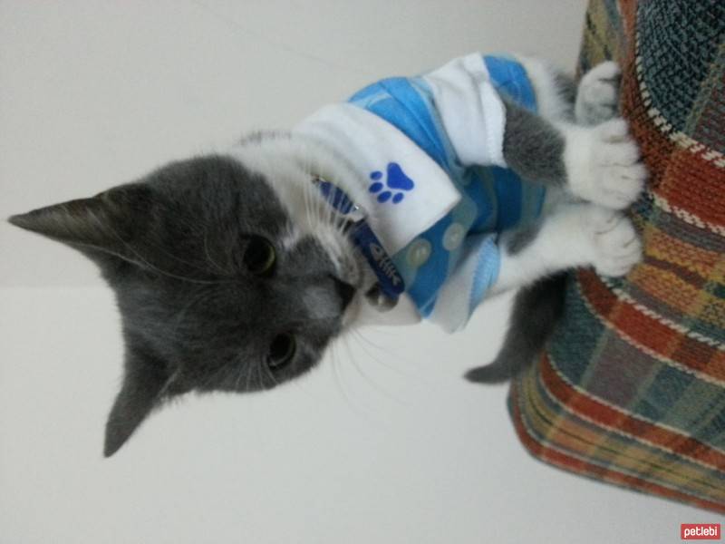 Scottish Fold, Kedi  Gandi fotoğrafı