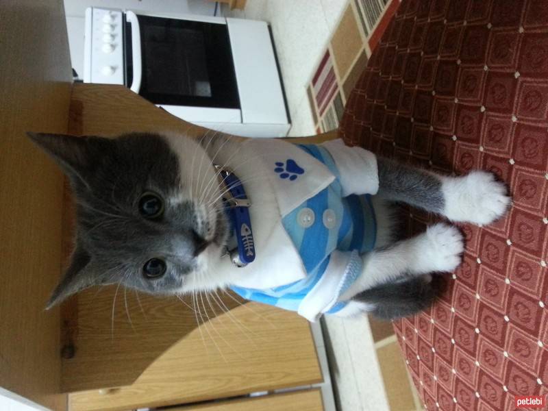 Scottish Fold, Kedi  Gandi fotoğrafı