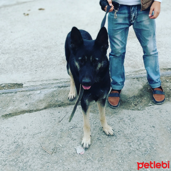 Alman Çoban Köpeği, Köpek  Reks fotoğrafı