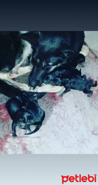 Alman Çoban Köpeği, Köpek  Reks fotoğrafı