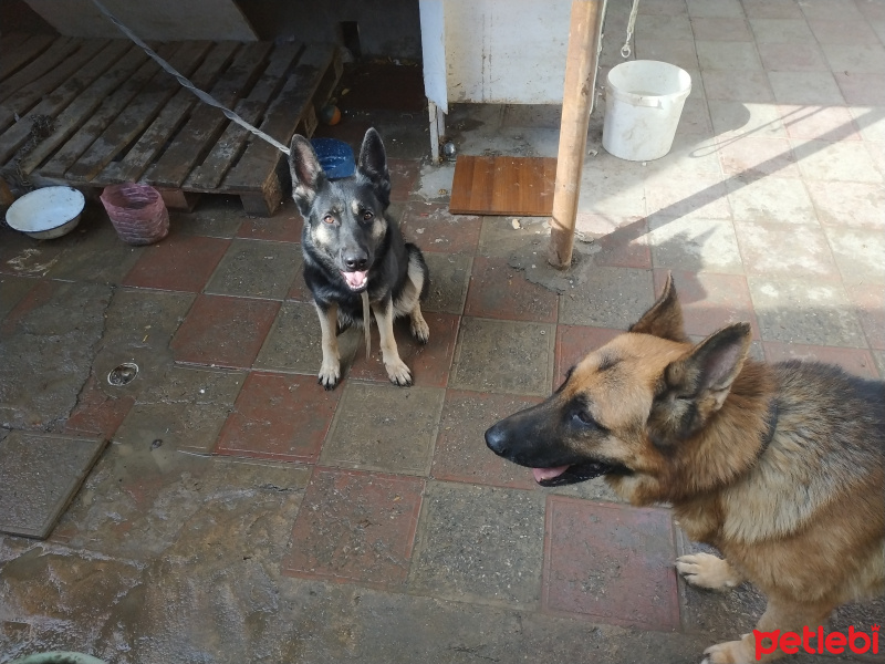 Alman Çoban Köpeği, Köpek  Reks fotoğrafı