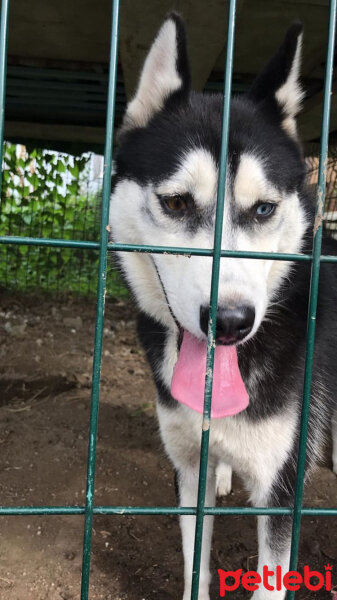 Sibirya Kurdu (Husky), Köpek  Şila fotoğrafı