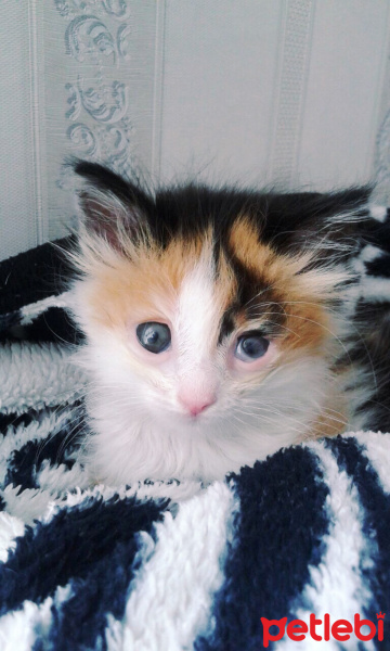 Ankara Kedisi, Kedi  Hope fotoğrafı