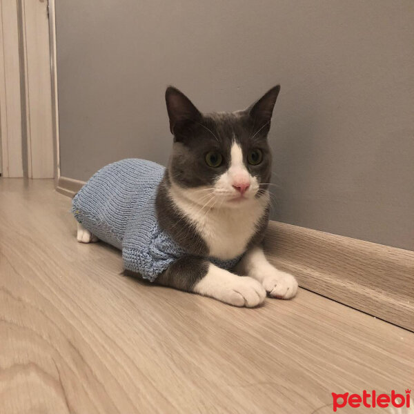 Tekir Kedi, Kedi  Leo fotoğrafı