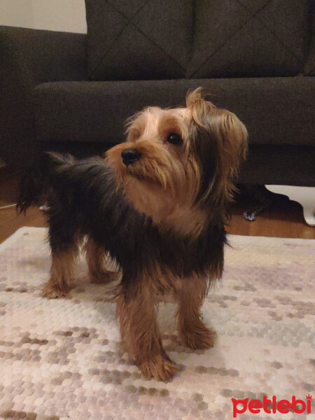 Yorkshire Terrier, Köpek  Ares fotoğrafı