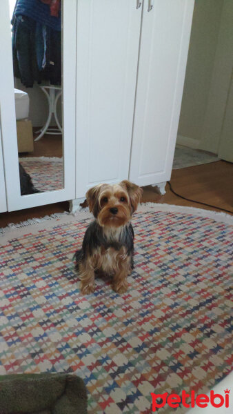 Yorkshire Terrier, Köpek  Ares fotoğrafı