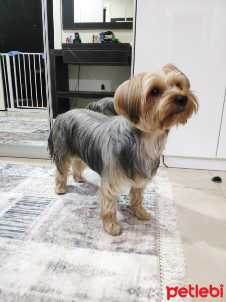 Yorkshire Terrier, Köpek  Ares fotoğrafı