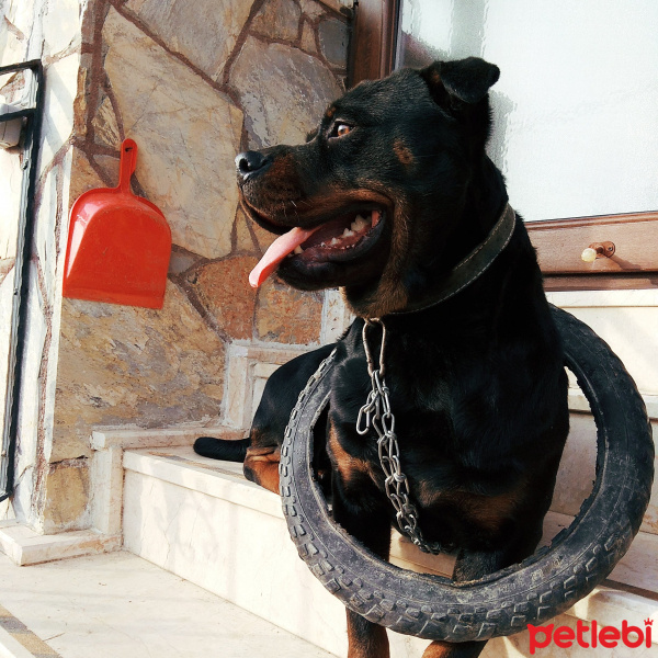 Rottweiler, Köpek  Sera fotoğrafı