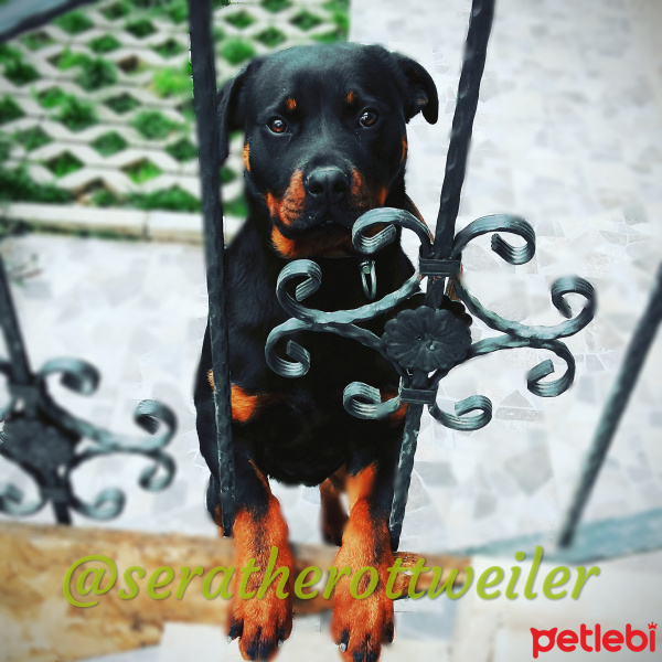 Rottweiler, Köpek  Sera fotoğrafı