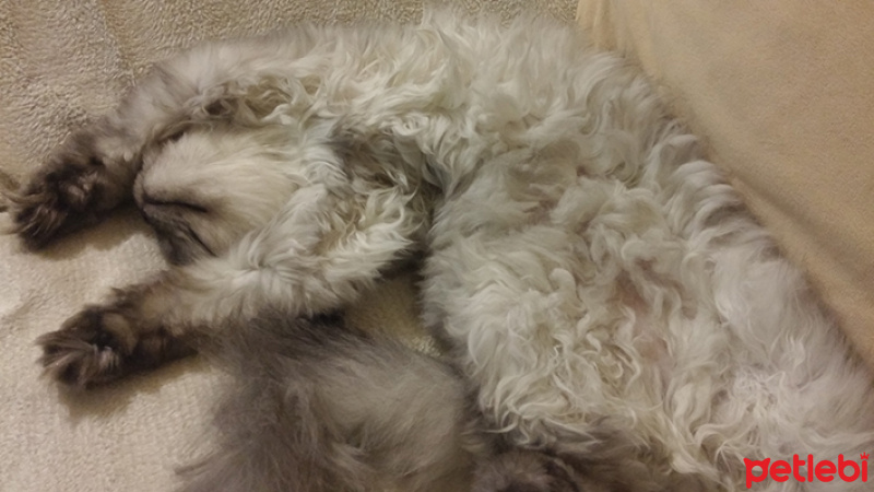 Chinchilla, Kedi  ponçik fotoğrafı