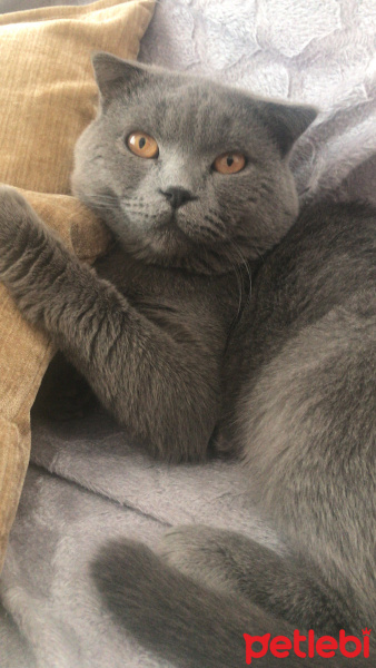 Scottish Fold, Kedi  Ramiz fotoğrafı