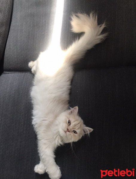 Scottish Fold, Kedi  Ramiz fotoğrafı