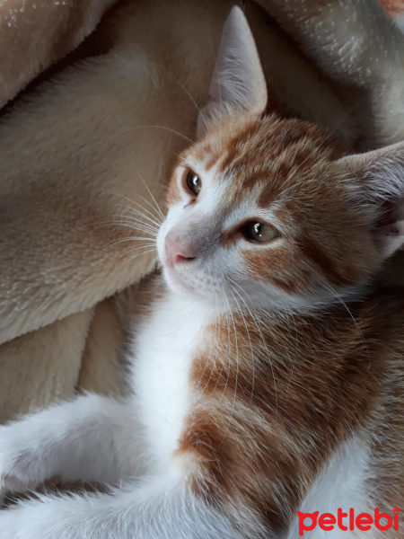 Tekir Kedi, Kedi  Oburiks fotoğrafı