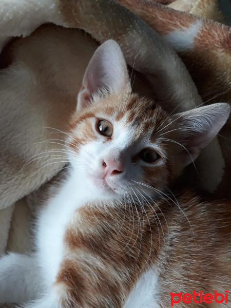 Tekir Kedi, Kedi  Oburiks fotoğrafı