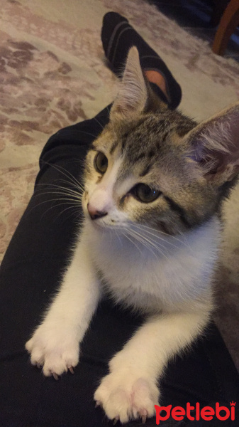 Tekir Kedi, Kedi  Leydi fotoğrafı