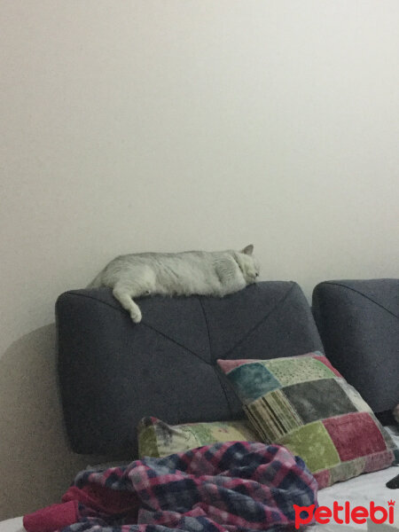 British Shorthair, Kedi  Çakıl fotoğrafı