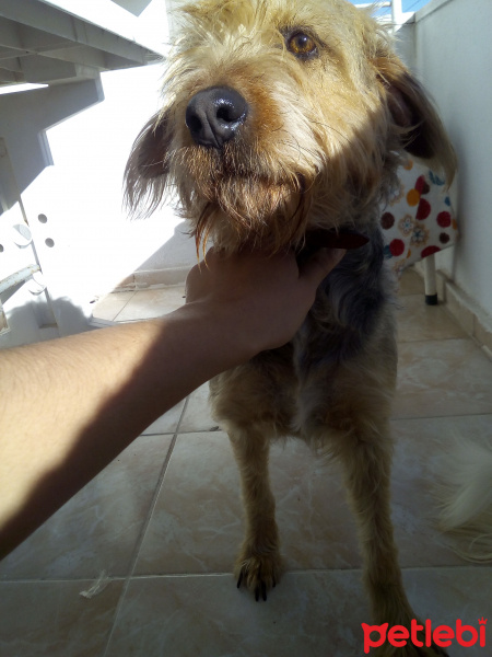 Yorkshire Terrier, Köpek  Fıstık fotoğrafı