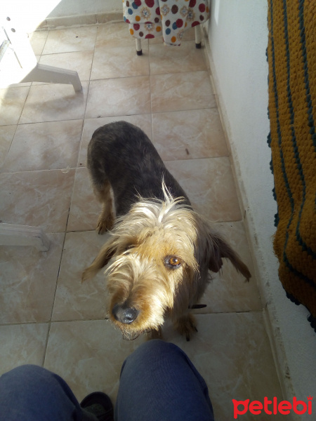 Yorkshire Terrier, Köpek  Fıstık fotoğrafı