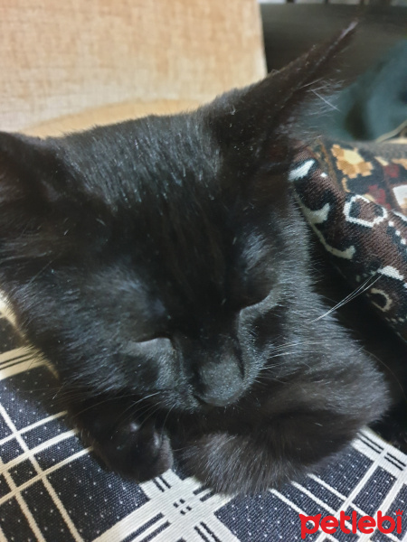 Tekir Kedi, Kedi  SANSLI fotoğrafı