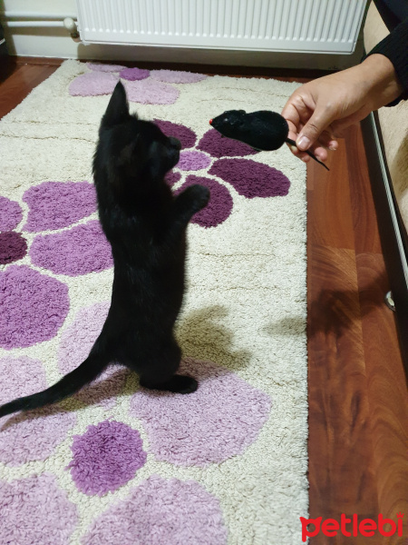 Tekir Kedi, Kedi  SANSLI fotoğrafı