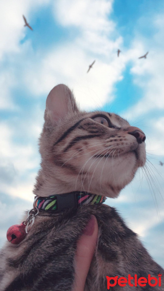 Egyptian Maular, Kedi  Willy fotoğrafı