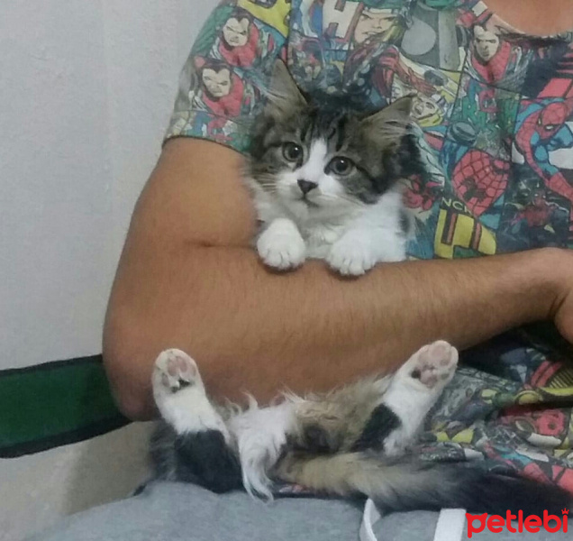 Tekir Kedi, Kedi  Yumak fotoğrafı