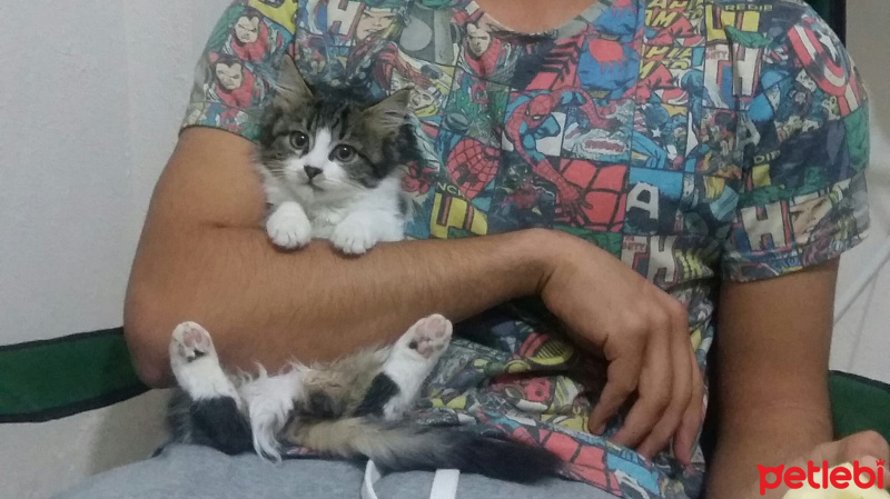 Tekir Kedi, Kedi  Yumak fotoğrafı