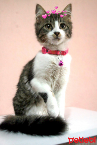 Tekir Kedi, Kedi  Yumak fotoğrafı