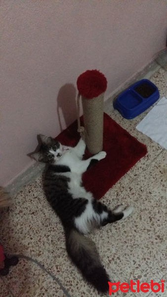 Tekir Kedi, Kedi  Yumak fotoğrafı