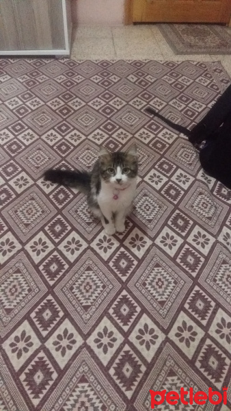 Tekir Kedi, Kedi  Yumak fotoğrafı
