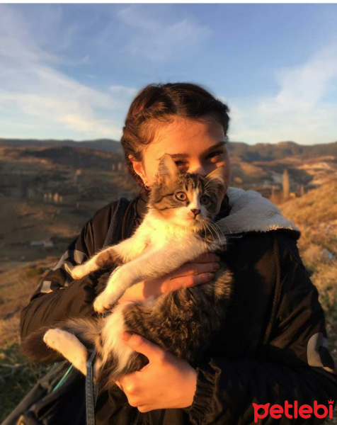Tekir Kedi, Kedi  Yumak fotoğrafı