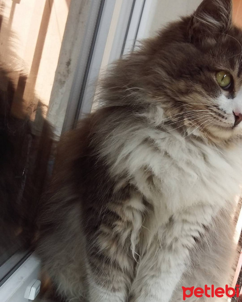Tekir Kedi, Kedi  Yumak fotoğrafı