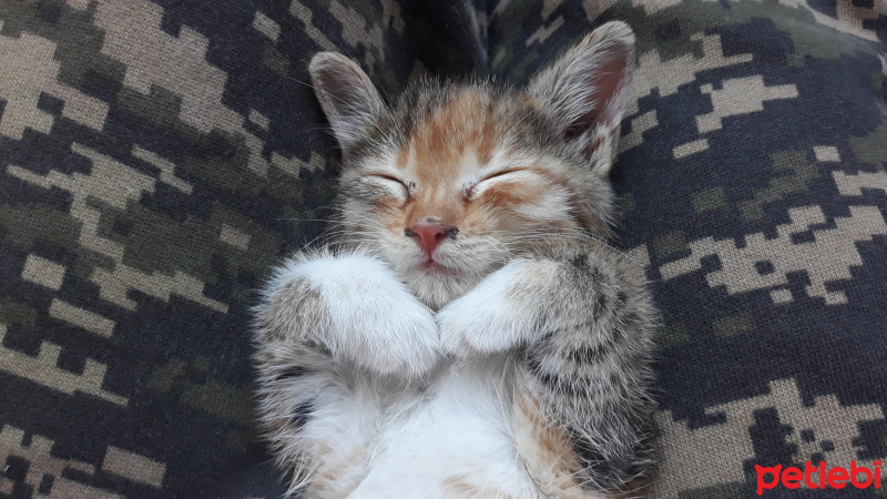 Tekir Kedi, Kedi  Bok fotoğrafı