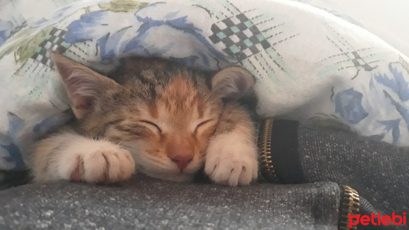 Tekir Kedi, Kedi  Bok fotoğrafı