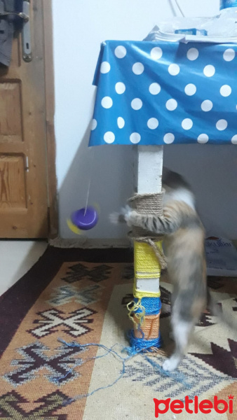 Tekir Kedi, Kedi  Bok fotoğrafı