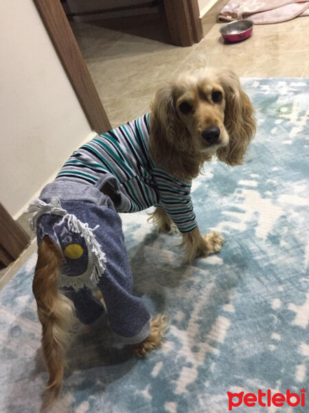 İngiliz Cocker Spaniel, Köpek  Angel fotoğrafı