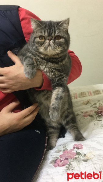 Exotic Shorthair, Kedi  Bado fotoğrafı