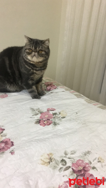 Exotic Shorthair, Kedi  Bado fotoğrafı