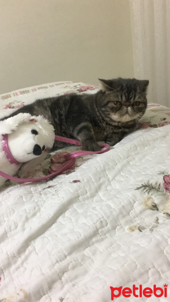 Exotic Shorthair, Kedi  Bado fotoğrafı