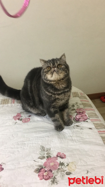 Exotic Shorthair, Kedi  Bado fotoğrafı