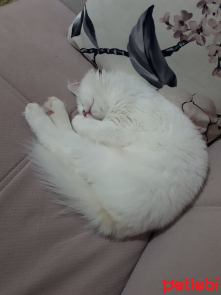 British Shorthair, Kedi  Köpük fotoğrafı