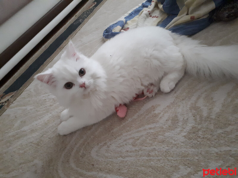 British Shorthair, Kedi  Köpük fotoğrafı