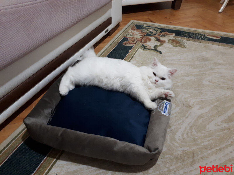 British Shorthair, Kedi  Köpük fotoğrafı