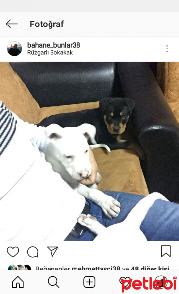 Amerikan Pitbull Terrier, Köpek  Zumre fotoğrafı