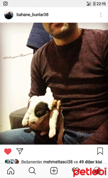 Amerikan Pitbull Terrier, Köpek  Zumre fotoğrafı