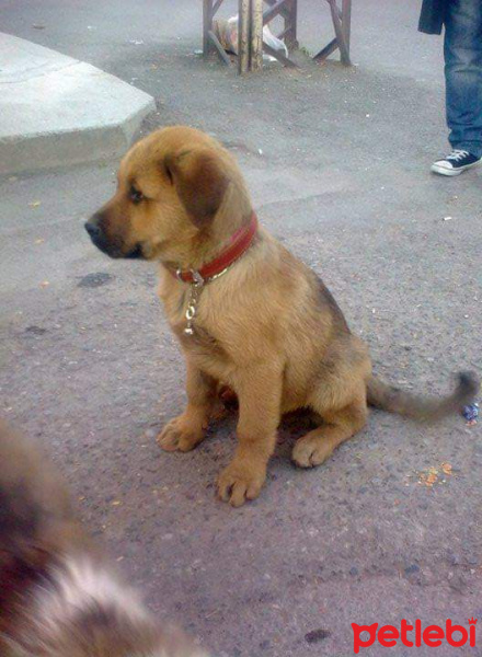 Amerikan Pitbull Terrier, Köpek  Zumre fotoğrafı