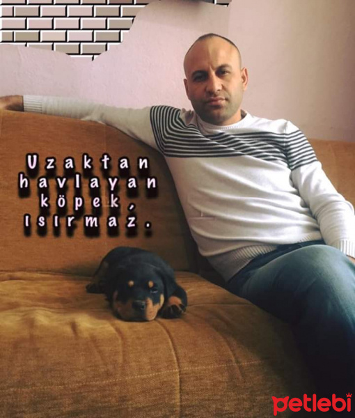 Amerikan Pitbull Terrier, Köpek  Zumre fotoğrafı