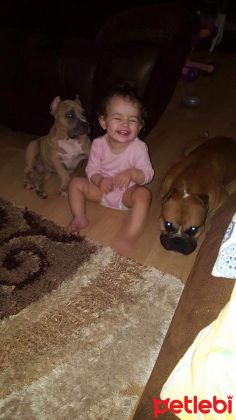 Amerikan Pitbull Terrier, Köpek  Zumre fotoğrafı