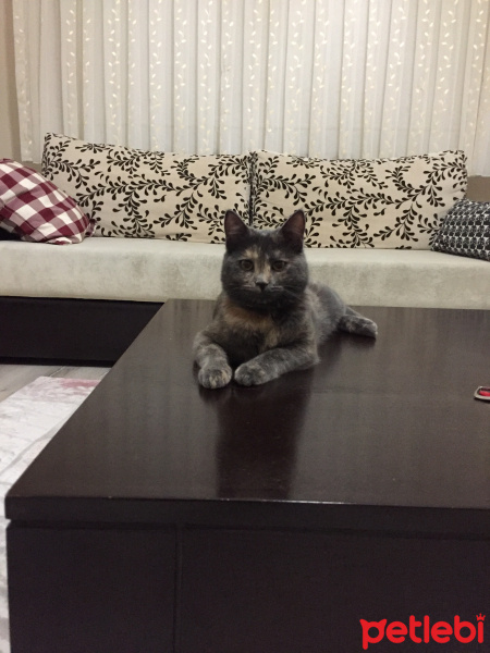 Tekir Kedi, Kedi  Çiko fotoğrafı