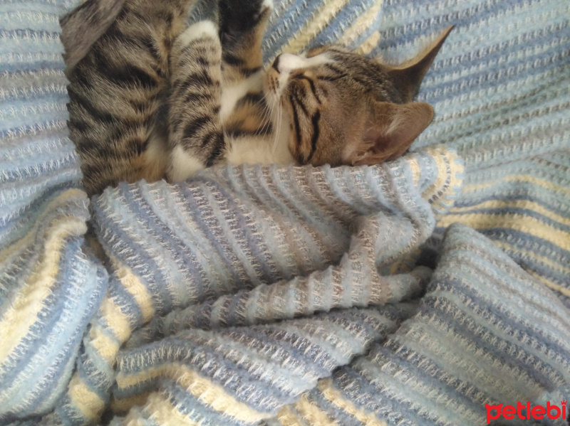 Bengal, Kedi  Minik fotoğrafı
